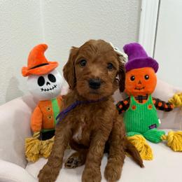 Purple - Red  female Goldendoodle puppy in Bakersfield, California from Lavish Doodles