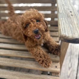 King - Red male Cockapoo puppy in Utica, Ohio from Poodle Me Crazy