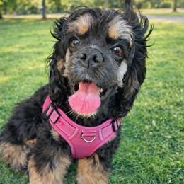 Girl 2 - Black white and tan female Cocker Spaniel puppy in Salinas, California from Ileana's Cocker Spaniels