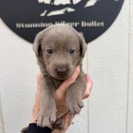 Hot pink collar - Silver female Dilute Retriever puppy in Valley Center, California from Stunning Silver Bullets Labradors