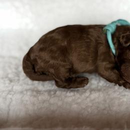Silver Beige Blue collar - Silver-beige  male Poodle puppy in Franklin Park, Illinois from Windy City Majestic Toy Poodles