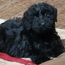 Giant Schnauzers from Sorrells Giant Schnauzer