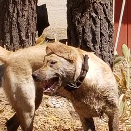 Labrador Retriever Puppies from Una Palma Kennels