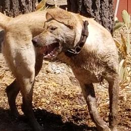 Labrador Retriever Puppies from Una Palma Kennels