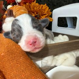 Sterling - Blue male Pembroke Welsh Corgi puppy in Paxton, Illinois from McGovern Family Corgis