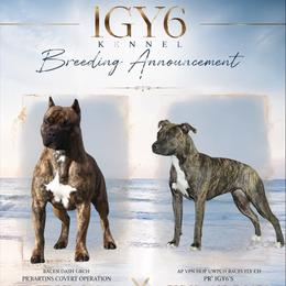 American Pit Bull Terrier puppies from IGY6 Kennels