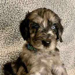 Bernedoodles and Goldendoodles from River Doodles