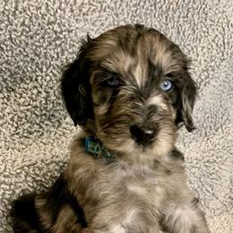 Bernedoodles and Goldendoodles from River Doodles