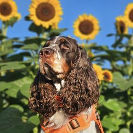 Salem - English Springer Spaniel