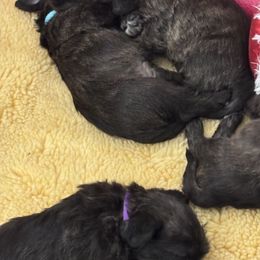 Glen of Imaal Terrier Puppies from Jake's Kennels