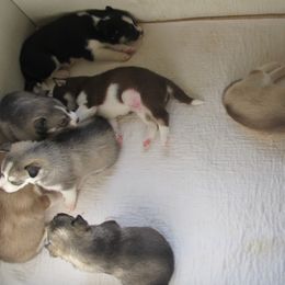 Siberian Husky Puppies from Rebel Huskys