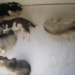 Siberian Husky Puppies from Rebel Huskys
