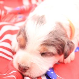 Orange - Blue merle male Bernedoodle puppy in Lexington Park, Maryland from SUNNY SIDE DOODLES