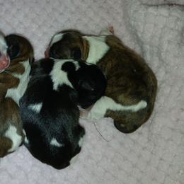 Shih Tzu puppies from 2 Sons & 4 Paws Puppies