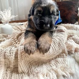 Blue Collar Male - Black and red German Shepherd puppy in Saint Louis, Michigan from drei Stränge German Shepherds
