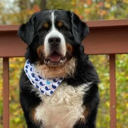 Bernese Mountain Dogs, Cavalier King Charles Spaniels, and Golden Retrievers from Red Sky Goldens, Bernese, and Cavaliers