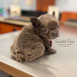 AKC Mochi - Blue female French Bulldog puppy in Powder Springs, Georgia from Twinkle Paws Frenchies and Yorkies