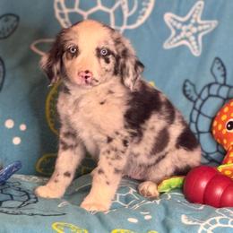 Cyrus - Blue merle male Miniature Australian Shepherd puppy in California from Eagle River Aussies