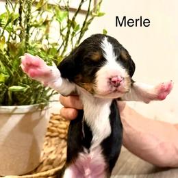 Merle Haggard - Tri-color male Bernedoodle puppy in Draper, Utah from Salt City Farm