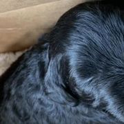Miniature Schnauzers and Standard Schnauzers from Braveheart Standard Schnauzers