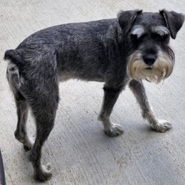 Miniature Schnauzers from Chulas