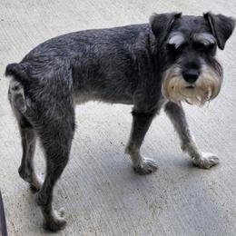 Miniature Schnauzers from Chulas