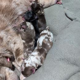 Jasper - Merle male Chihuahua puppy in Casper, Wyoming from Coffey Chihuahua Café