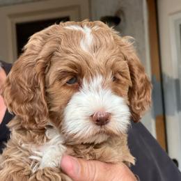 Green - Apricot male Goldendoodle puppy in Gilbert, Arizona from Bushman Doodles