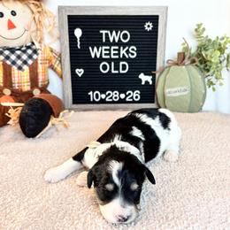 Joan - Black and white female Bernedoodle puppy in Sparrows Point, Maryland from Rosie’s Puppies