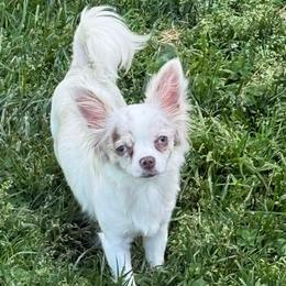 Chihuahuas and Dachshunds from Cripple Creek Farms