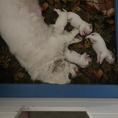 Clumber Spaniel Puppies from Briton Clumber Spaniels