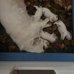 Clumber Spaniel Puppies from Briton Clumber Spaniels
