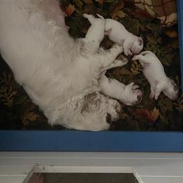 Clumber Spaniel Puppies from Briton Clumber Spaniels