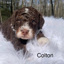 Colton - Tri-color male Bernedoodle puppy in New Ringgold, Pennsylvania from Hawk Mountain Doodles