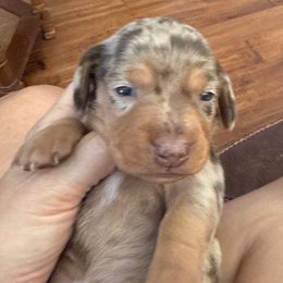 Harry - Dapple male Dachshund puppy in Fort Worth, Texas from Louis' Litters