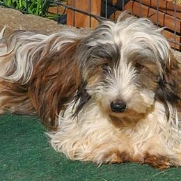 Shaggy - Dachshund