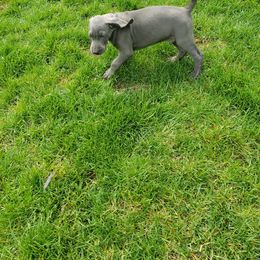 Weimaraner Puppies from Miller's Weimaraners