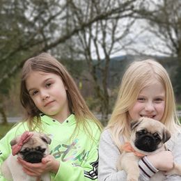 Golden Retriever and Pug Puppies from Ebert Pugs