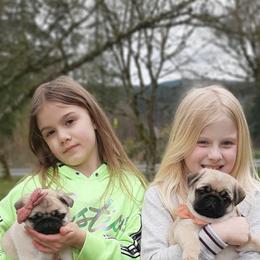 Golden Retriever and Pug Puppies from Ebert Pugs