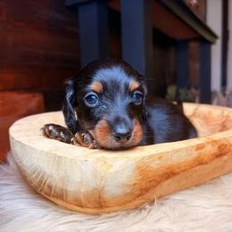 Lark - Black and tan male Dachshund puppy in Washburn, Tennessee from Clinch Mountain Dachshunds