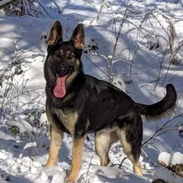 Breaka - German Shepherd