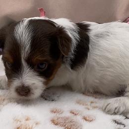 Star - Parti female Yorkshire Terrier puppy in Stockton, California from Maranatha Yorkies - Stockton
