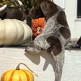 German Shorthaired Pointer Puppies from Copper Ridge Stables