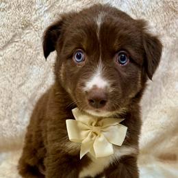 Jasper - Red tri-color male Australian Shepherd puppy in Az, Yuma, Arizona from The Southern Dog