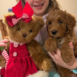 Miss Pink - Red  female Goldendoodle puppy in Monticello, Indiana from Faithfully Yours Doodles