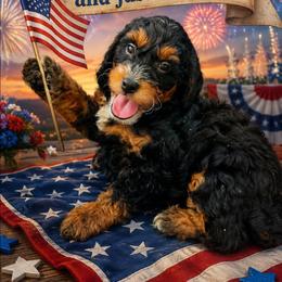 Justice - Tri-color male Bernedoodle puppy in Daytona Beach, Florida from Beach Doodles