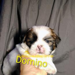 Domino - Tricolor male Shih Tzu puppy in Memphis, Tennessee from Thorntons Fur Crew