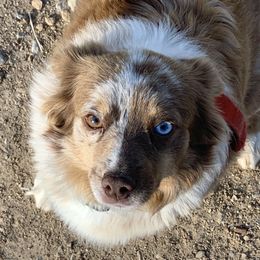 Lily - Miniature Australian Shepherd