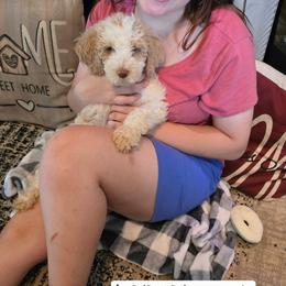 Heidi - Brown and white female Bernedoodle puppy in Columbia, Illinois from Hillcastle Breeders