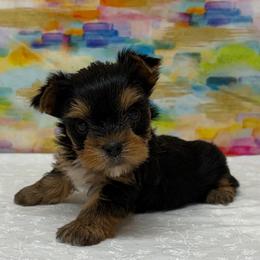 Lucy TEACUP - Blue and gold female Yorkshire Terrier puppy in Monticello, Iowa from Ashley’s Puppies